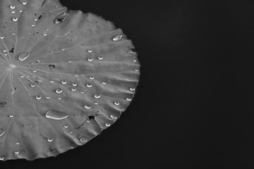  lotus leaves in black and white color.