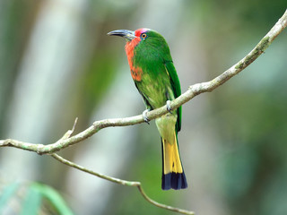 Bird (Red-bearded Bee-eater), Thailand