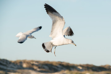 Padre Island National Seashore