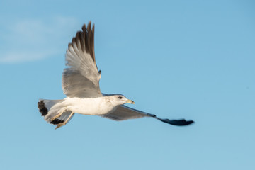 Padre Island National Seashore