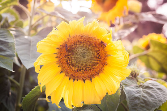 Beautiful sunflower with natural background