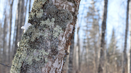 Paper Birch (Betula papyrifera) Tree in Winter