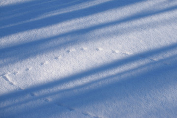 Animal Tracks and Shadows on Snow