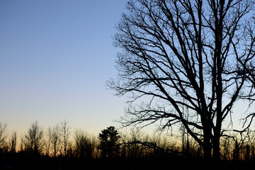 Bur Oak (Quercus macrocarpa) silhouette
