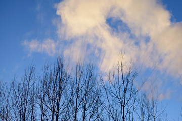 Smoke Cloud and Aspen Trees