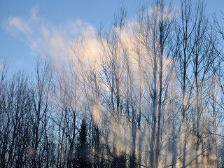 Smoke and Aspen Trees