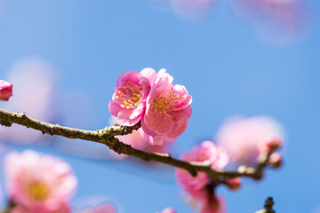 Obraz premium Pink sakura at Doi Ang Khang, Chiang Mai , Thailand