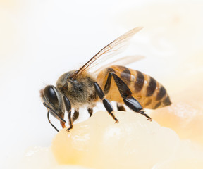 bee