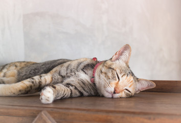 Young cat asleep at home