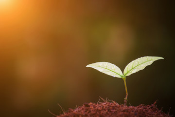 Sapling of the tree And a drop of water, and the morning light.