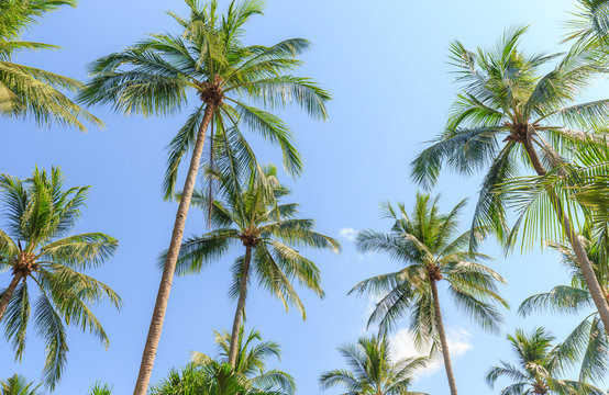 Coconut palm trees © shotikwang