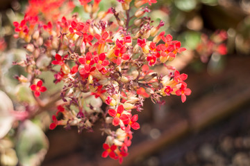 Kalanchoe flowering plant in home garden