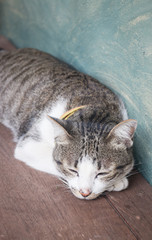 Young cat asleep at home
