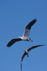 Grey Heron, Ardea cinerea 
