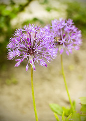 Two purple flowers in a garden