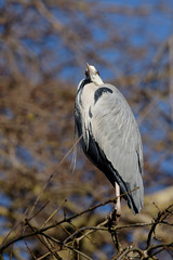 Grey Heron, Ardea cinerea 