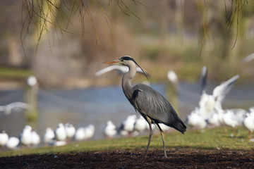 Grey Heron, Ardea cinerea 