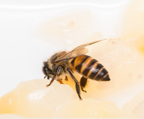 bee
