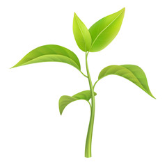 Green sprout, small branch young plant, vector illustration, isolated.