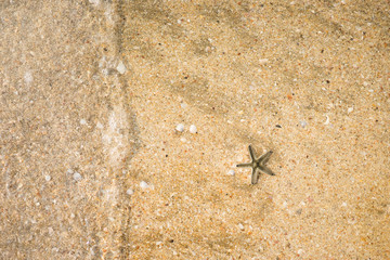 Small starfish in wet sand on the beach, rolling wave