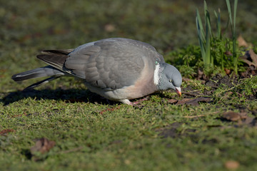 Fototapeta premium Common Wood Pigeon, Wood Pigeon, Columba palumbus