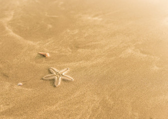 Fototapeta na wymiar Small starfish in wet sand on the beach