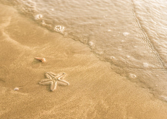 Small starfish in wet sand on the beach, rolling wave