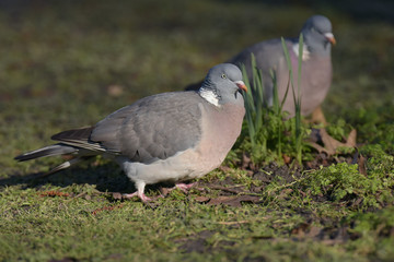 Common Wood Pigeon, Wood Pigeon, Columba palumbus