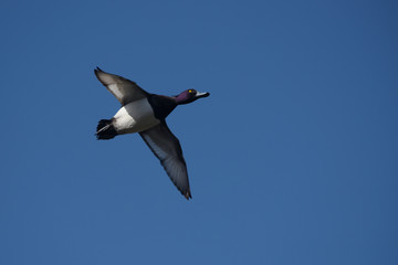 Tufted Duck, Aythya fuligula
