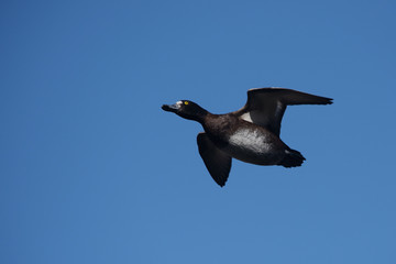 Tufted Duck, Aythya fuligula