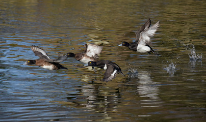 Tufted Duck, Aythya fuligula