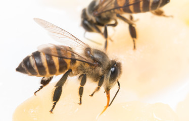 bee