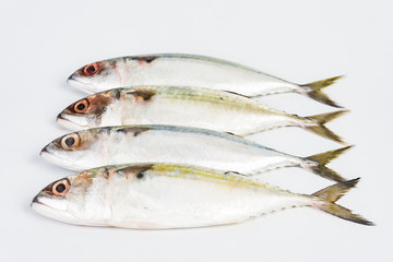 short mackerel on white background