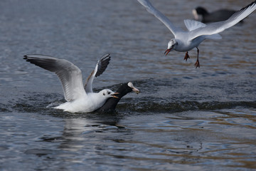 Black-headed Gull, Chroicocephalus ridibundus
