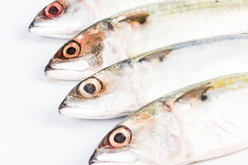 short mackerel on white background