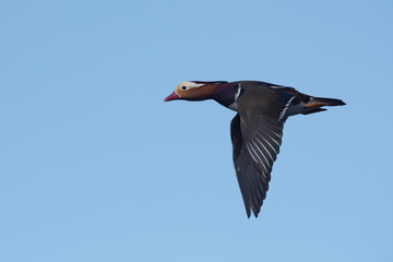 Mandarin Duck, Duck 