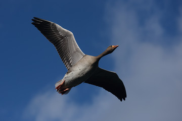 Greylag Goose, goose