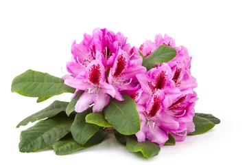 Photo sur Plexiglas Azalée rhododendron
