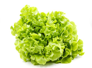 Green oak lettuce isolated on white background