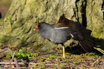 Moorhen, gallinula chloropus 
