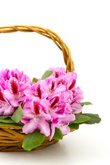 Fototapeta na wymiar rhododendron in a basket