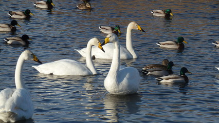 wild swans swim on the lake together with ducks
