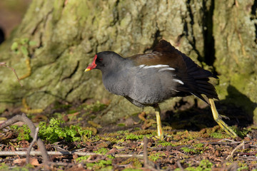 Moorhen, gallinula chloropus 