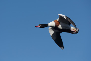 Common Shelduck, Shelduck, Tadorna tadorna 