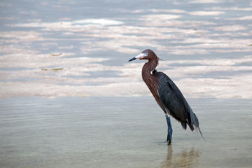 Windblown Reddish Egret hunting in Isla Blanca Cancun Mexico tidal waters