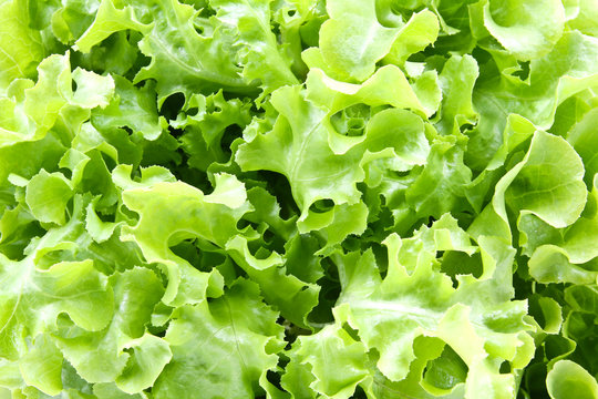 Closeup of Green oak lettuce