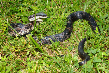 Rat Snake (Elaphe obsoleta) in a central Illinois prairie