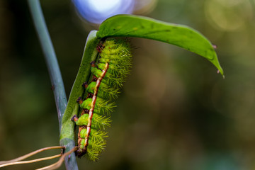 Caterpillar on leaf