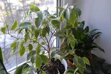 Фикус на подоконнике