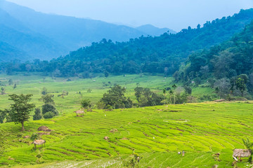 Fototapeta na wymiar Beautiful paddy fields at Randenigala, Sri Lanka